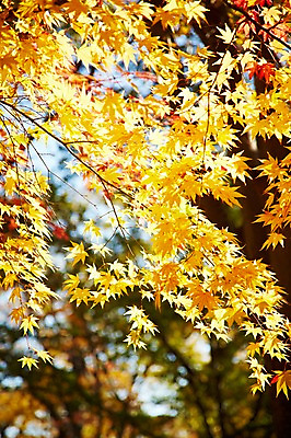 포토 JPG 주간 나무 식물 계절 아시아 단풍 낙엽 잎 자연 단풍나무 나뭇잎 한국 풍경 근접촬영 사람없음 야외 아웃포커스 가을풍경 가을 경주 경상북도 경상도 국내포토 자연요소 나라 뷰포인트 촬영기법 생태계 파일형식 가을_계절