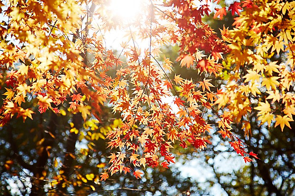 포토 JPG 주간 나무 식물 계절 아시아 단풍 낙엽 잎 자연 단풍나무 나뭇잎 한국 풍경 근접촬영 사람없음 야외 아웃포커스 햇빛 반사 가을풍경 가을 경주 경상북도 경상도 국내포토 자연요소 나라 뷰포인트 촬영기법 태양 생태계 파일형식 가을_계절
