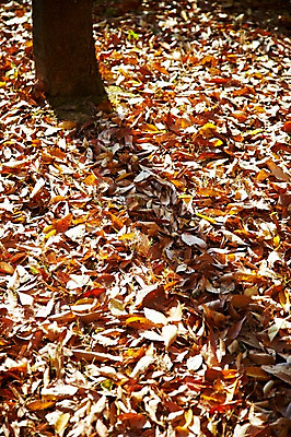 포토 JPG 주간 나무 식물 계절 아시아 단풍 낙엽 잎 자연 나뭇잎 한국 그림자 풍경 근접촬영 사람없음 야외 아웃포커스 가을풍경 가을 경주 경상북도 경상도 국내포토 자연요소 나라 뷰포인트 촬영기법 생태계 파일형식 가을_계절