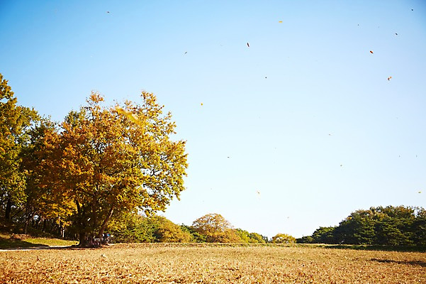 포토 JPG 주간 나무 식물 계절 아시아 낙엽 잎 자연 나뭇잎 한국 풍경 근접촬영 사람없음 야외 아웃포커스 가을풍경 가을 경주 경상북도 경상도 국내포토 자연요소 나라 뷰포인트 촬영기법 생태계 파일형식 가을_계절