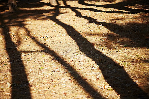포토 JPG 주간 나무 식물 계절 아시아 낙엽 잎 자연 나뭇잎 한국 그림자 풍경 근접촬영 사람없음 야외 아웃포커스 가을풍경 가을 경주 경상북도 경상도 국내포토 자연요소 나라 뷰포인트 촬영기법 생태계 파일형식 가을_계절