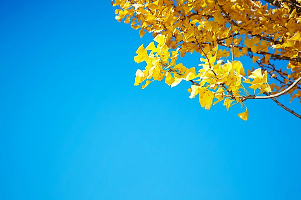 포토 JPG 주간 나무 식물 계절 아시아 단풍 낙엽 잎 자연 하늘 나뭇잎 한국 풍경 근접촬영 사람없음 야외 아웃포커스 가을풍경 가을 경주 경상북도 경상도 은행잎 은행나무 국내포토 자연요소 나라 뷰포인트 촬영기법 생태계 파일형식 가을_계절