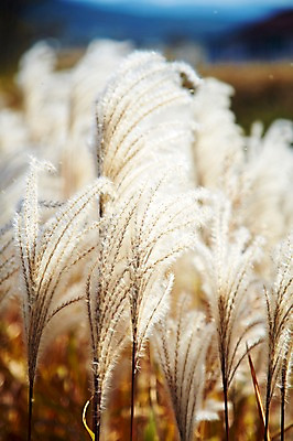 포토 JPG 주간 식물 계절 아시아 자연 한국 풍경 근접촬영 사람없음 야외 아웃포커스 가을풍경 가을 경주 풀 경상북도 경상도 억새 국내포토 자연요소 나라 뷰포인트 촬영기법 생태계 파일형식 가을_계절