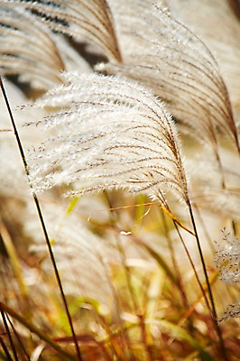 포토 JPG 주간 식물 계절 아시아 자연 한국 풍경 근접촬영 사람없음 야외 아웃포커스 가을풍경 가을 경주 풀 경상북도 경상도 억새 국내포토 자연요소 나라 뷰포인트 촬영기법 생태계 파일형식 가을_계절