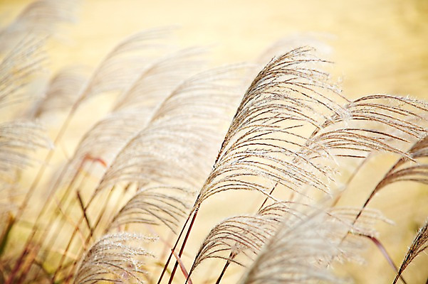 포토 JPG 주간 식물 계절 아시아 자연 한국 풍경 근접촬영 사람없음 야외 아웃포커스 가을풍경 가을 경주 풀 경상북도 경상도 억새 국내포토 자연요소 나라 뷰포인트 촬영기법 생태계 파일형식 가을_계절