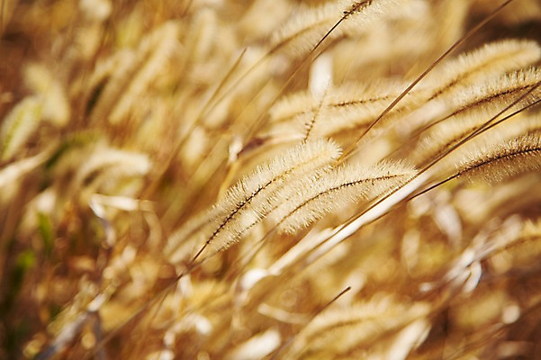 포토 JPG 주간 식물 계절 아시아 자연 한국 풍경 근접촬영 사람없음 야외 아웃포커스 가을풍경 가을 경주 풀 경상북도 경상도 억새 국내포토 자연요소 나라 뷰포인트 촬영기법 생태계 파일형식 가을_계절