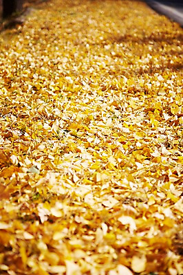 포토 JPG 주간 식물 계절 아시아 낙엽 잎 자연 나뭇잎 한국 풍경 근접촬영 사람없음 야외 아웃포커스 가을풍경 가을 경주 경상북도 경상도 국내포토 자연요소 나라 뷰포인트 촬영기법 생태계 파일형식 가을_계절