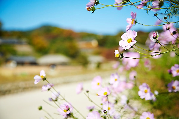포토 JPG 주간 나무 식물 건축물 계절 꽃 아시아 자연 산 한국 풍경 근접촬영 사람없음 야외 아웃포커스 마을 가을풍경 가을 경주 경상북도 경상도 코스모스 국내포토 자연요소 건축 나라 뷰포인트 촬영기법 생태계 파일형식 가을_계절