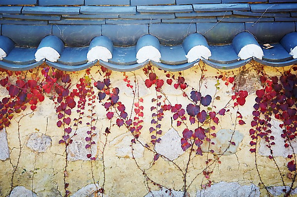 포토 JPG 주간 식물 계절 아시아 잎 자연 한국 풍경 근접촬영 사람없음 야외 아웃포커스 담장 가을풍경 가을 경주 풀 담쟁이덩굴 덩굴 경상북도 경상도 국내포토 자연요소 나라 뷰포인트 촬영기법 생태계 파일형식 가을_계절