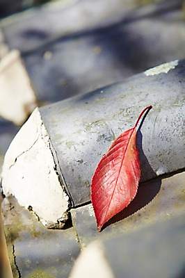 포토 JPG 주간 식물 계절 아시아 단풍 낙엽 잎 자연 나뭇잎 한국 기와 풍경 근접촬영 사람없음 야외 아웃포커스 가을풍경 가을 경주 경상북도 경상도 오브젝트 국내포토 자연요소 나라 뷰포인트 촬영기법 생태계 파일형식 가을_계절