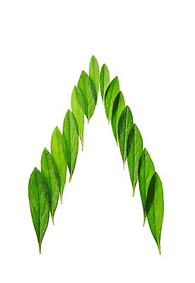 포토 JPG 스튜디오촬영 식물 컬러 백그라운드 컨셉 잎 자연 나뭇잎 실내 누끼 사람없음 초록색 풀 국내포토 내부 생태계 파일형식