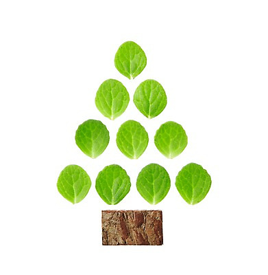 포토 JPG 스튜디오촬영 식물 컬러 백그라운드 컨셉 잎 나뭇잎 실내 누끼 사람없음 초록색 풀 나무껍질 나무모양 국내포토 모양 나무 내부 껍질 파일형식