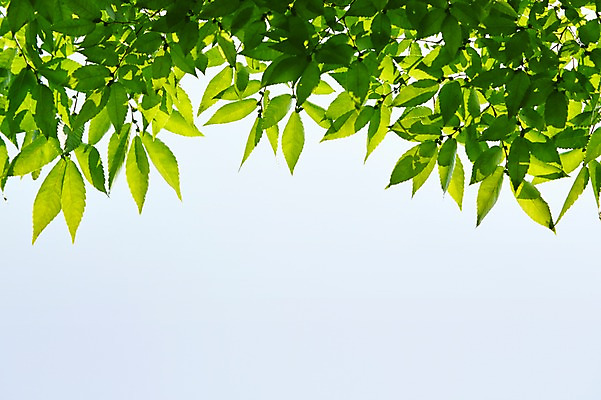 포토 JPG 주간 식물 컬러 백그라운드 컨셉 잎 자연 하늘 나뭇잎 풍경 사람없음 야외 아웃포커스 초록색 나뭇가지 풀 국내포토 자연요소 나무 촬영기법 생태계 파일형식