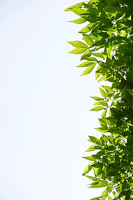 포토 JPG 주간 식물 컬러 백그라운드 컨셉 잎 자연 하늘 나뭇잎 풍경 사람없음 야외 아웃포커스 초록색 나뭇가지 풀 국내포토 자연요소 나무 촬영기법 생태계 파일형식