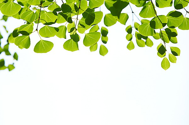 포토 JPG 주간 식물 컬러 백그라운드 컨셉 잎 자연 하늘 나뭇잎 풍경 사람없음 야외 아웃포커스 초록색 나뭇가지 풀 국내포토 자연요소 나무 촬영기법 생태계 파일형식