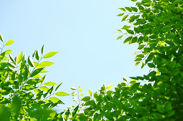 포토 JPG 주간 식물 컬러 백그라운드 컨셉 잎 자연 하늘 나뭇잎 풍경 사람없음 야외 아웃포커스 초록색 나뭇가지 풀 국내포토 자연요소 나무 촬영기법 생태계 파일형식