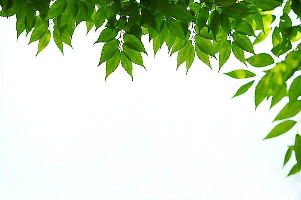 포토 JPG 주간 식물 컬러 백그라운드 컨셉 잎 자연 하늘 나뭇잎 풍경 사람없음 야외 아웃포커스 초록색 나뭇가지 풀 국내포토 자연요소 나무 촬영기법 생태계 파일형식