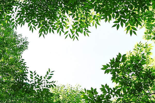 포토 JPG 주간 식물 컬러 백그라운드 컨셉 잎 자연 하늘 나뭇잎 풍경 사람없음 야외 아웃포커스 초록색 나뭇가지 풀 국내포토 자연요소 나무 촬영기법 생태계 파일형식