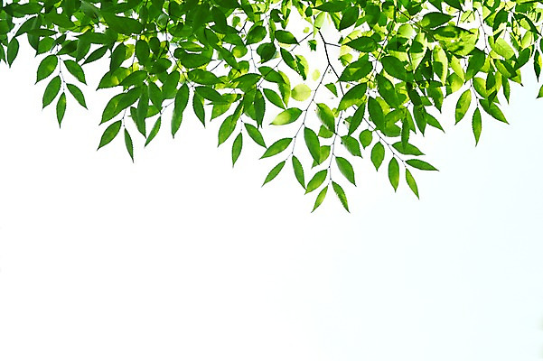 포토 JPG 주간 식물 컬러 백그라운드 컨셉 잎 자연 하늘 나뭇잎 풍경 사람없음 야외 아웃포커스 초록색 나뭇가지 풀 국내포토 자연요소 나무 촬영기법 생태계 파일형식