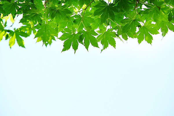 포토 JPG 주간 식물 컬러 배경화면 백그라운드 컨셉 잎 자연 하늘 나뭇잎 풍경 사람없음 야외 아웃포커스 초록색 나뭇가지 풀 국내포토 자연요소 나무 촬영기법 생태계 파일형식