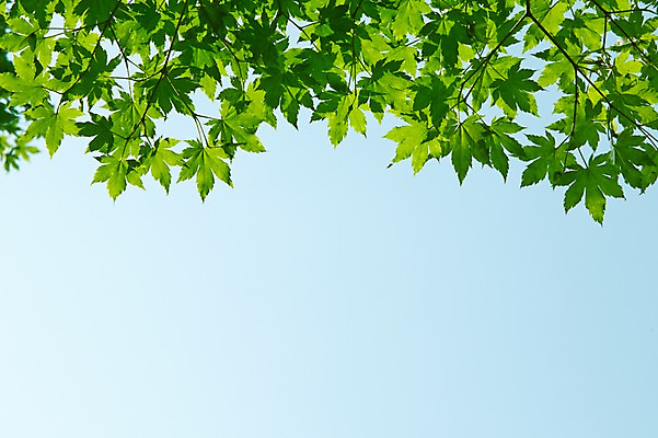 포토 JPG 주간 식물 컬러 백그라운드 컨셉 잎 자연 하늘 나뭇잎 풍경 사람없음 야외 아웃포커스 초록색 나뭇가지 풀 국내포토 자연요소 나무 촬영기법 생태계 파일형식
