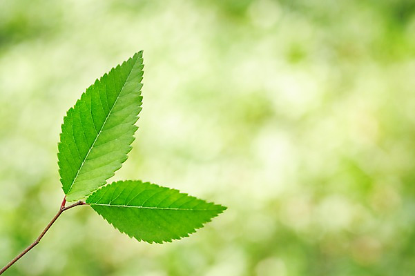 포토 JPG 스튜디오촬영 식물 컬러 배경화면 백그라운드 잎 자연 나뭇잎 실내 풍경 근접촬영 사람없음 아웃포커스 초록색 풀 국내포토 뷰포인트 촬영기법 내부 생태계 파일형식