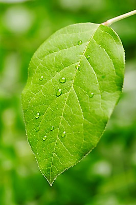 포토 JPG 스튜디오촬영 식물 컬러 백그라운드 잎 자연 나뭇잎 실내 근접촬영 사람없음 아웃포커스 초록색 물 물방울 신선 풀 국내포토 자연요소 뷰포인트 촬영기법 내부 생태계 파일형식