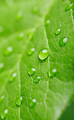 포토 JPG 스튜디오촬영 식물 컬러 백그라운드 잎 자연 나뭇잎 실내 근접촬영 사람없음 아웃포커스 초록색 물 물방울 신선 풀 국내포토 자연요소 뷰포인트 촬영기법 내부 생태계 파일형식