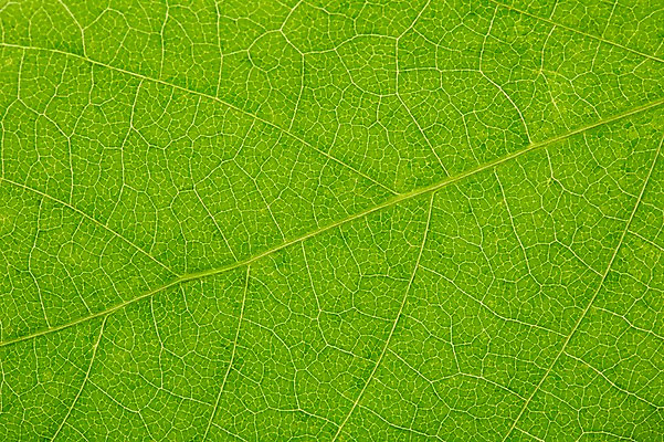 포토 JPG 스튜디오촬영 식물 컬러 백그라운드 잎 자연 나뭇잎 실내 근접촬영 사람없음 초록색 풀 국내포토 뷰포인트 내부 생태계 파일형식