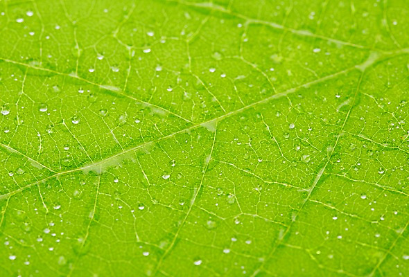 포토 JPG 스튜디오촬영 식물 컬러 백그라운드 잎 자연 나뭇잎 실내 근접촬영 사람없음 아웃포커스 초록색 물 물방울 신선 풀 국내포토 자연요소 뷰포인트 촬영기법 내부 생태계 파일형식