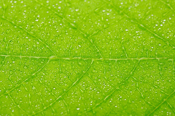 포토 JPG 스튜디오촬영 식물 컬러 백그라운드 잎 자연 나뭇잎 실내 근접촬영 사람없음 아웃포커스 초록색 물 물방울 신선 풀 국내포토 자연요소 뷰포인트 촬영기법 내부 생태계 파일형식