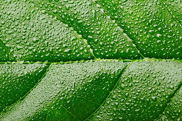 포토 JPG 스튜디오촬영 식물 컬러 백그라운드 잎 자연 나뭇잎 실내 근접촬영 사람없음 아웃포커스 초록색 물 물방울 신선 풀 국내포토 자연요소 뷰포인트 촬영기법 내부 생태계 파일형식