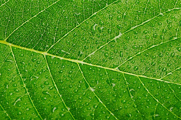 포토 JPG 스튜디오촬영 식물 컬러 백그라운드 잎 자연 나뭇잎 실내 근접촬영 사람없음 초록색 물 물방울 신선 풀 국내포토 자연요소 뷰포인트 내부 생태계 파일형식