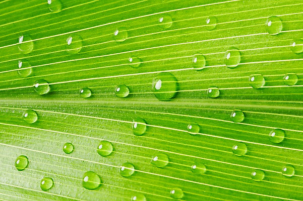 포토 JPG 스튜디오촬영 식물 컬러 백그라운드 잎 자연 나뭇잎 실내 근접촬영 사람없음 아웃포커스 초록색 물 물방울 신선 풀 국내포토 자연요소 뷰포인트 촬영기법 내부 생태계 파일형식