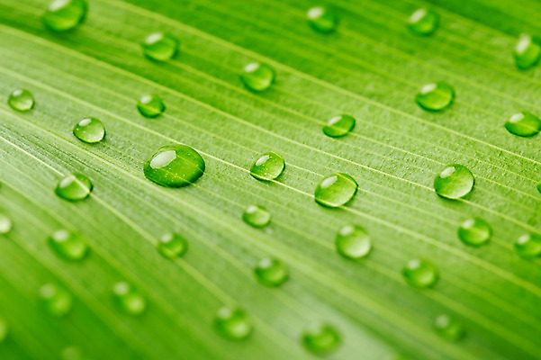 포토 JPG 스튜디오촬영 식물 컬러 백그라운드 잎 자연 나뭇잎 실내 근접촬영 사람없음 아웃포커스 초록색 물 물방울 신선 풀 국내포토 자연요소 뷰포인트 촬영기법 내부 생태계 파일형식