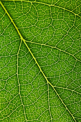 포토 JPG 스튜디오촬영 식물 컬러 백그라운드 잎 자연 나뭇잎 실내 근접촬영 사람없음 초록색 풀 국내포토 뷰포인트 내부 생태계 파일형식