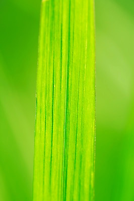 포토 JPG 스튜디오촬영 식물 컬러 백그라운드 잎 자연 나뭇잎 실내 근접촬영 사람없음 아웃포커스 초록색 풀 국내포토 뷰포인트 촬영기법 내부 생태계 파일형식