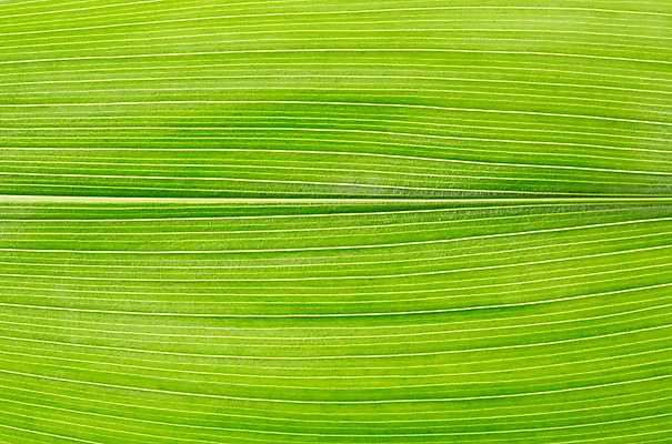 포토 JPG 스튜디오촬영 식물 컬러 백그라운드 잎 자연 나뭇잎 실내 근접촬영 사람없음 초록색 풀 국내포토 뷰포인트 내부 생태계 파일형식