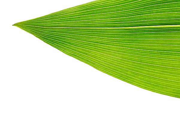 포토 JPG 스튜디오촬영 식물 컬러 백그라운드 잎 자연 나뭇잎 실내 근접촬영 사람없음 초록색 풀 국내포토 뷰포인트 내부 생태계 파일형식