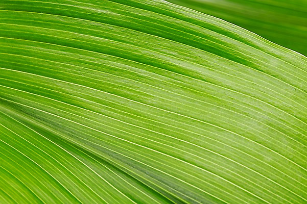 포토 JPG 스튜디오촬영 식물 컬러 백그라운드 잎 자연 나뭇잎 실내 근접촬영 사람없음 아웃포커스 초록색 풀 국내포토 뷰포인트 촬영기법 내부 생태계 파일형식