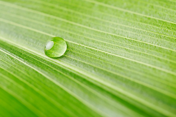 포토 JPG 스튜디오촬영 식물 컬러 백그라운드 잎 자연 나뭇잎 실내 근접촬영 사람없음 아웃포커스 초록색 물 물방울 신선 풀 국내포토 자연요소 뷰포인트 촬영기법 내부 생태계 파일형식