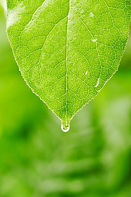 포토 JPG 스튜디오촬영 식물 컬러 백그라운드 잎 자연 나뭇잎 실내 풍경 근접촬영 사람없음 아웃포커스 초록색 물 물방울 신선 풀 국내포토 자연요소 뷰포인트 촬영기법 내부 생태계 파일형식