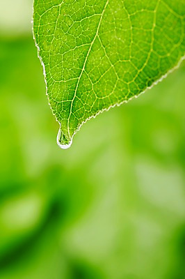 포토 JPG 스튜디오촬영 식물 컬러 백그라운드 잎 자연 나뭇잎 실내 풍경 근접촬영 사람없음 아웃포커스 초록색 물 물방울 신선 풀 국내포토 자연요소 뷰포인트 촬영기법 내부 생태계 파일형식