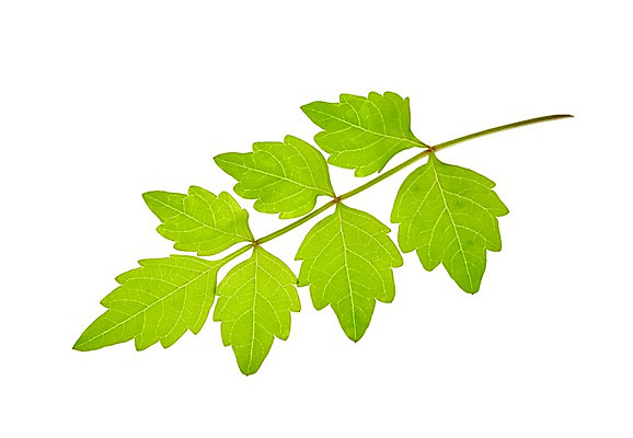 포토 JPG 스튜디오촬영 식물 컬러 백그라운드 컨셉 잎 자연 나뭇잎 실내 누끼 사람없음 초록색 풀 국내포토 내부 생태계 파일형식