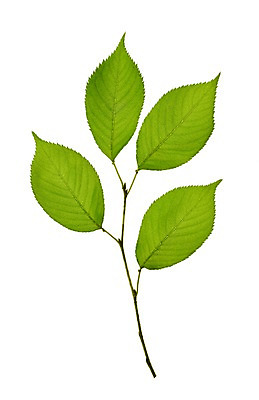 포토 JPG 스튜디오촬영 식물 컬러 백그라운드 컨셉 잎 자연 나뭇잎 실내 누끼 사람없음 초록색 풀 국내포토 내부 생태계 파일형식