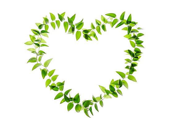 포토 JPG 스튜디오촬영 식물 컬러 백그라운드 컨셉 잎 자연 나뭇잎 안내 프레임 실내 누끼 사람없음 초록색 하트 풀 알림 국내포토 모양 내부 생태계 파일형식