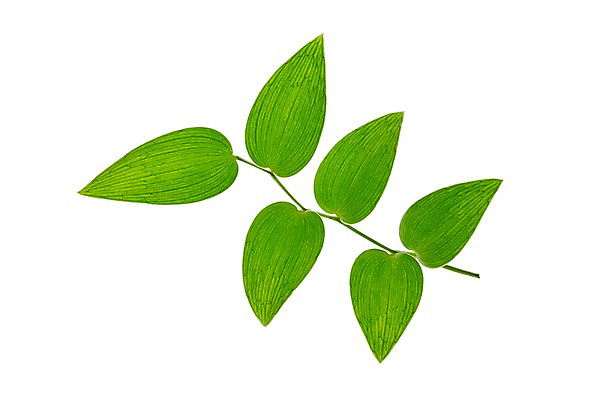 포토 JPG 스튜디오촬영 식물 컬러 백그라운드 컨셉 잎 자연 나뭇잎 실내 누끼 사람없음 초록색 풀 국내포토 내부 생태계 파일형식