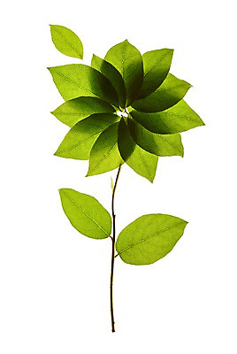 포토 JPG 스튜디오촬영 모양 식물 꽃 컬러 백그라운드 컨셉 잎 꽃무늬 자연 나뭇잎 실내 누끼 사람없음 초록색 풀 국내포토 무늬 내부 생태계 파일형식