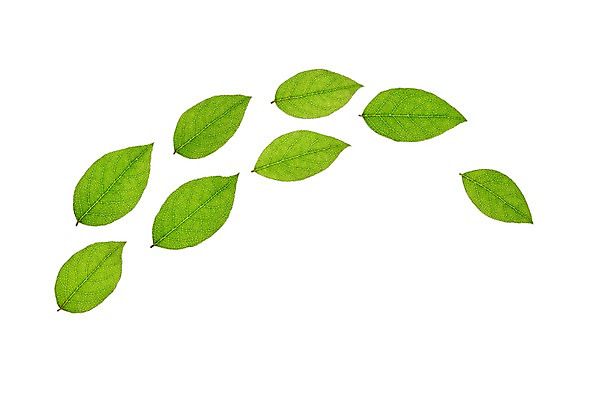 포토 JPG 스튜디오촬영 식물 컬러 백그라운드 컨셉 잎 자연 나뭇잎 실내 누끼 사람없음 초록색 풀 국내포토 내부 생태계 파일형식