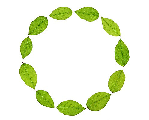 포토 JPG 스튜디오촬영 식물 컬러 백그라운드 컨셉 잎 자연 나뭇잎 안내 프레임 실내 누끼 사람없음 초록색 원형 풀 알림 국내포토 도형 내부 생태계 파일형식